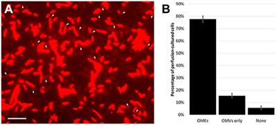 Surface-Induced Formation and Redox-Dependent Staining of Outer Membrane Extensions in Shewanella oneidensis MR-1